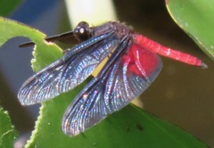 Diastatops pullata