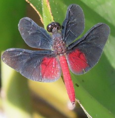 Diastatops pullata