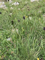 Phleum alpinum