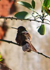 Cynanthus latirostris