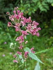 Asclepias rubra