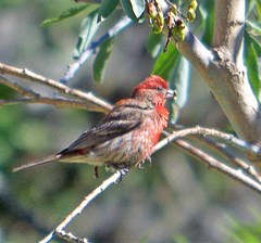 Haemorhous mexicanus