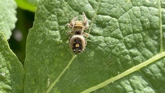 Phidippus audax