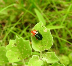 Phrynocepha pulchella