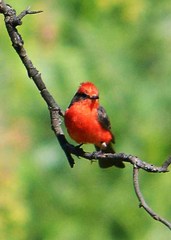 Pyrocephalus rubinus