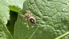 Phidippus audax