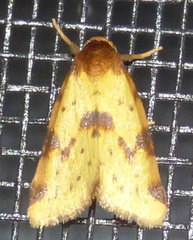 Azenia obtusa