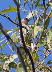 Melanerpes aurifrons