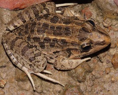 Leptodactylus macrosternum