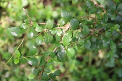Canthium coromandelicum
