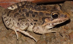 Leptodactylus macrosternum