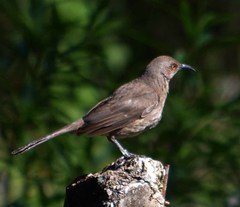 Toxostoma curvirostre