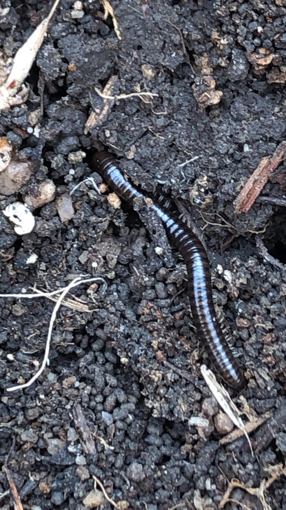 Round Backed Millipedes From Castle Rock On July At Am By Sdrabing Inaturalist