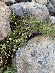 Moehringia ciliata