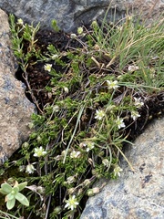 Moehringia ciliata
