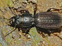 Mecodema sculpturatum
