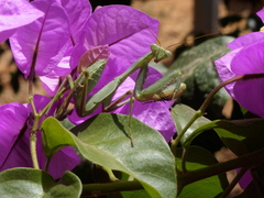 Sphodromantis viridis