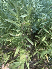 Dyschoriste linearis