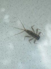 Maccaffertium mediopunctatum