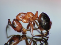 Formica exsecta