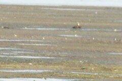 Charadrius semipalmatus