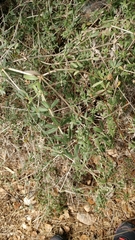 Rubia tenuifolia