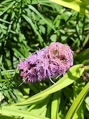 Liatris