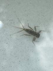 Maccaffertium mediopunctatum