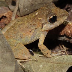 Pristimantis fenestratus