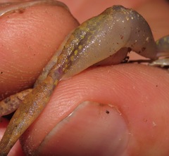 Pristimantis fenestratus