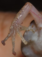 Pristimantis fenestratus