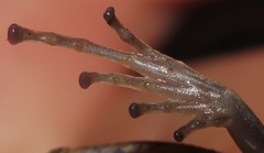 Pristimantis fenestratus