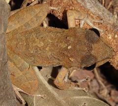 Pristimantis fenestratus