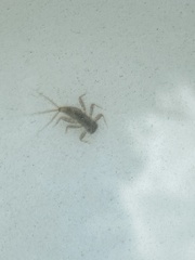 Maccaffertium mediopunctatum