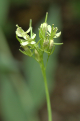 Conringia planisiliqua