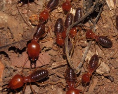 Syntermes molestus