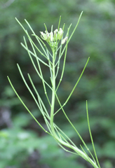 Conringia planisiliqua