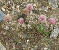 Armeria maritima sibirica