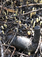 Clavariadelphus sachalinensis