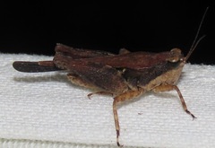 Batrachidea