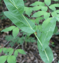 Conringia planisiliqua
