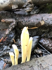 Clavariadelphus sachalinensis