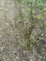 Juncus arcticus