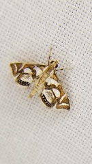 Chrysendeton medicinalis