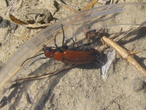 (Nemognatha lurida subsp. apicalis)