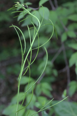 Conringia planisiliqua