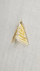 Leptosteges parthenialis