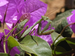 Sphodromantis viridis