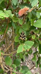 Euplagia quadripunctaria