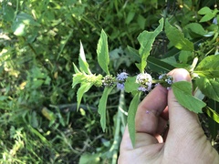 Mentha arvensis